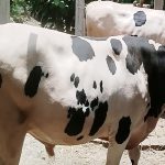 মোল্লাহাটে ঈদ উপলক্ষে প্রধানমন্ত্রীর সহায়তা বিতরণ